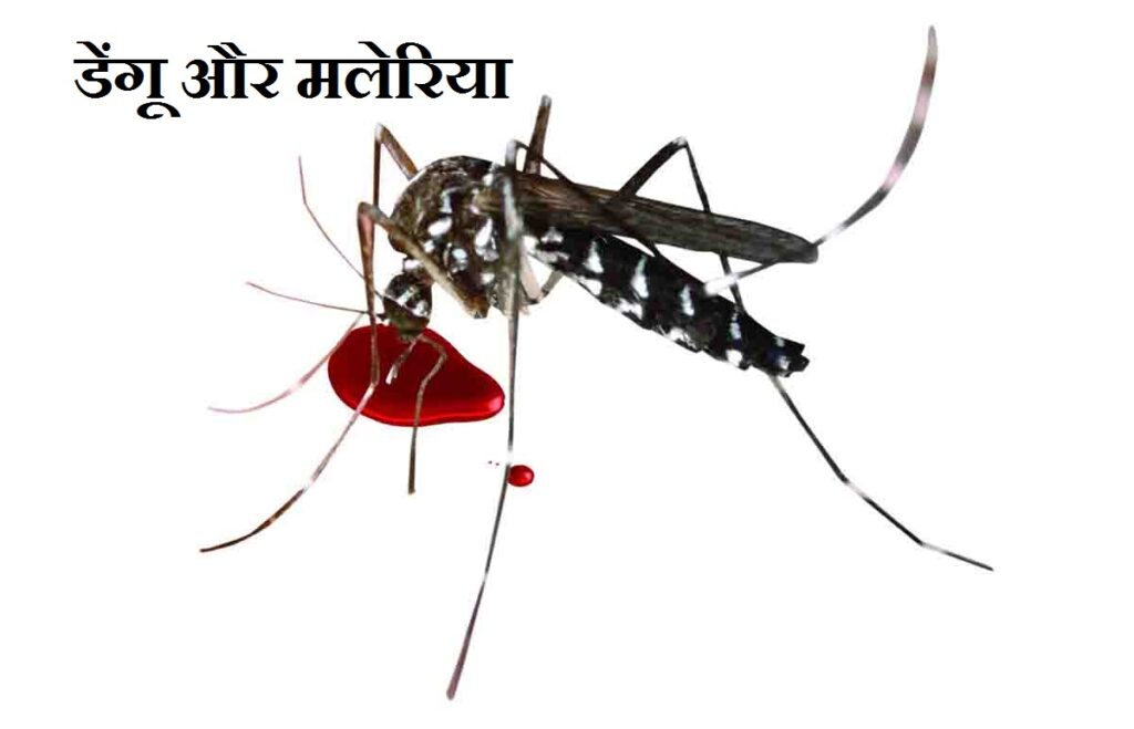 डेंगू की रोकथाम के लिए नगर निगम आयुक्त एवं कार्यकारी अधिकारी प्रतिदिन भ्रमण करें