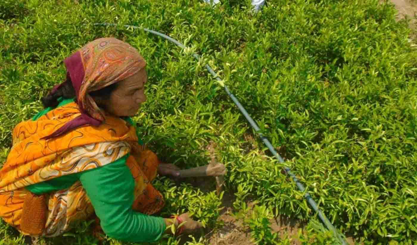 4 लाख पेड़ों का आश्रय उत्तराखंड की जलती पहाड़ियों को शांत करता है