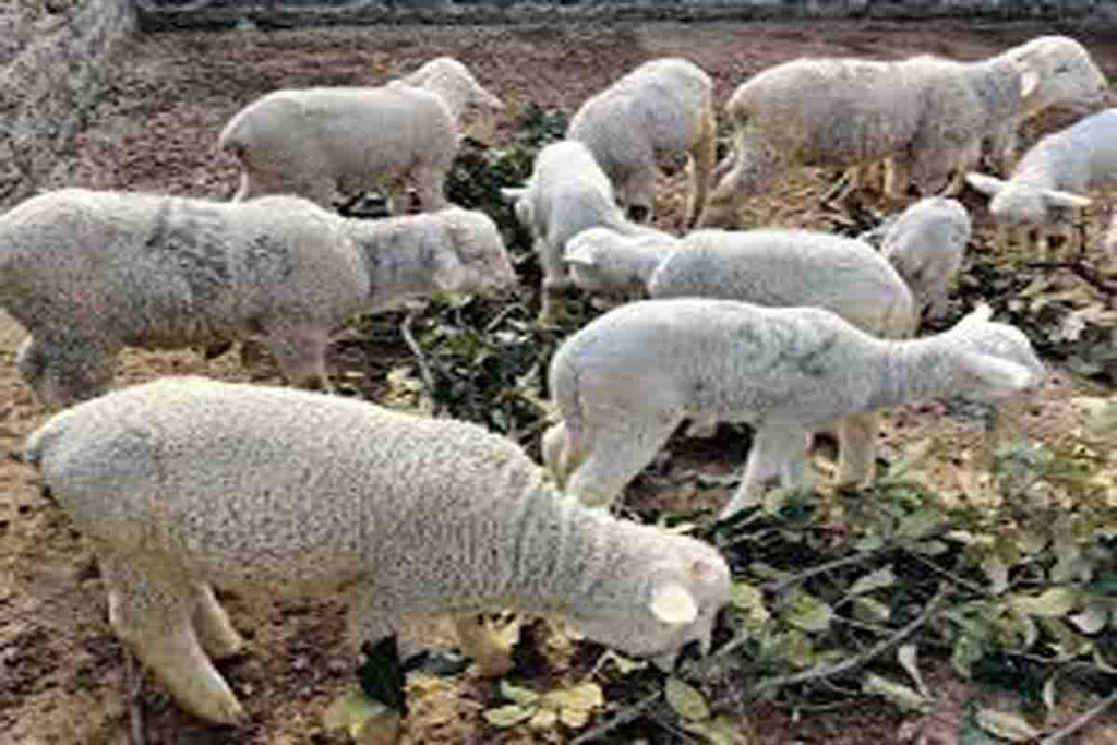 ऑस्ट्रेलिया से आयातित मेरिनो भेड़ की आबादी 3,000 से अधिक है