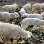 ऑस्ट्रेलिया से आयातित मेरिनो भेड़ की आबादी 3,000 से अधिक है
