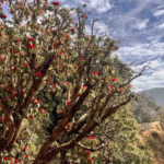ग्लोबल वार्मिंग के कारण काफल, रोडोडेंड्रोन समय से पहले पक रहे हैं