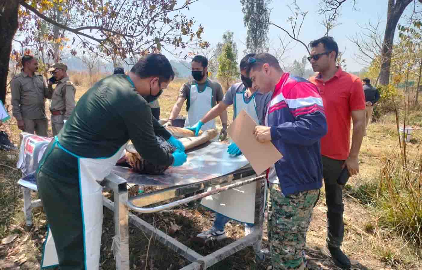 कॉर्बेट में बाघिन मृत पाई गई, किसी गड़बड़ी की आशंका नहीं