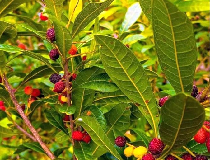 काफल के पेड़ से गिरने से किशोरी की मौत