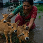 कुमाऊं में भारी बारिश से तबाही, दो मरे और दो लापता