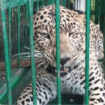 बागेश्वर में गुलदार पकड़ी गई, एक साल के आतंक पर विराम