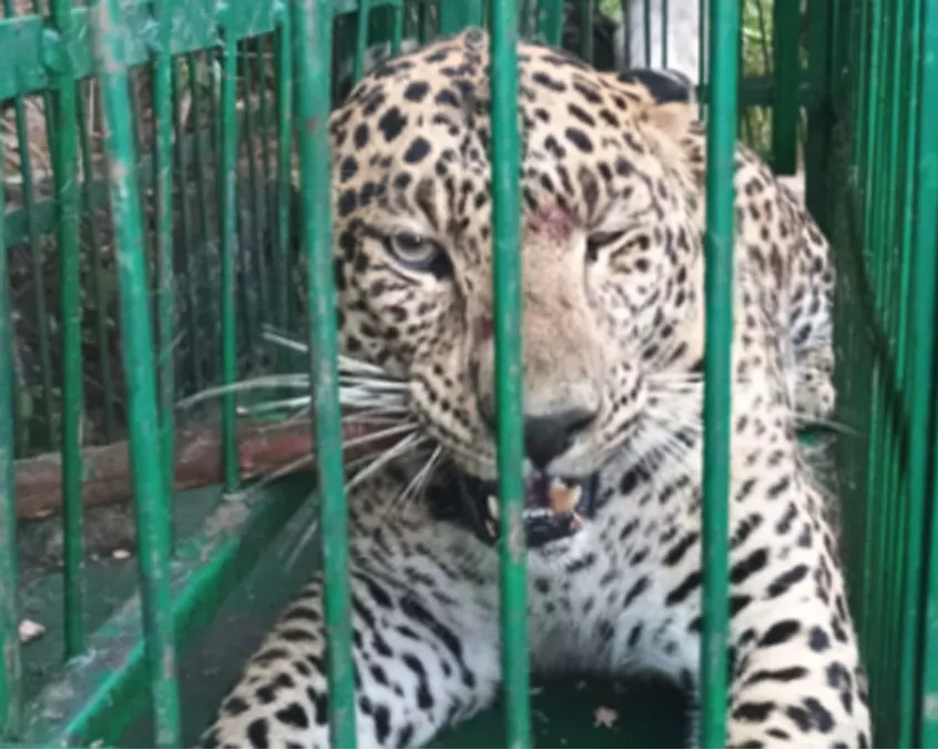 बागेश्वर में गुलदार पकड़ी गई, एक साल के आतंक पर विराम