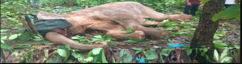 हाथियों की लगातार मौत से हरिद्वार वन विभाग में चिंता