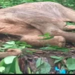 हाथियों की लगातार मौत से हरिद्वार वन विभाग में चिंता