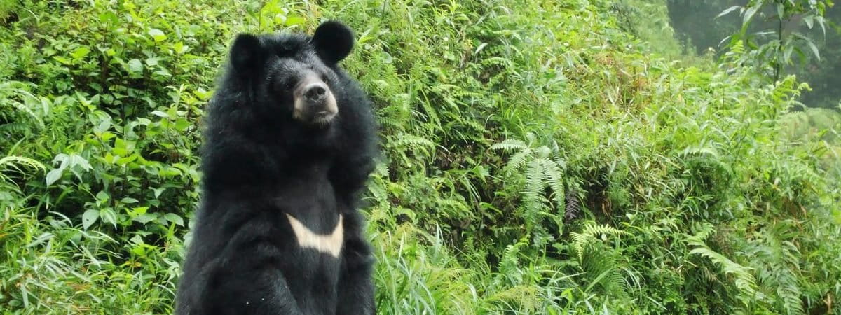 भालू का आतंक: चोखटिया जंगल में मिनटों के अंतर पर दो महिलाओं पर हमला