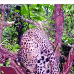 चंपावत के बाराकोट में मादा गुलदार मृत मिला, वन विभाग में मचा हड़कंप