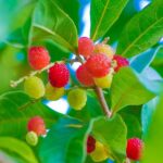 उत्तराखंड का ‘काफल’ जलवायु परिवर्तन की चेतावनी, कभी न देखा गया बदलाव