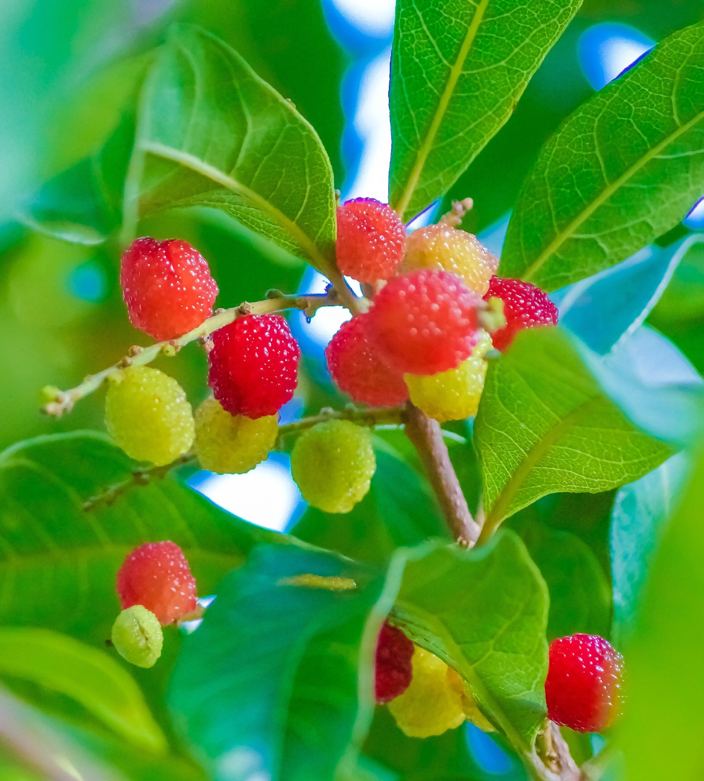 उत्तराखंड का ‘काफल’ जलवायु परिवर्तन की चेतावनी, कभी न देखा गया बदलाव