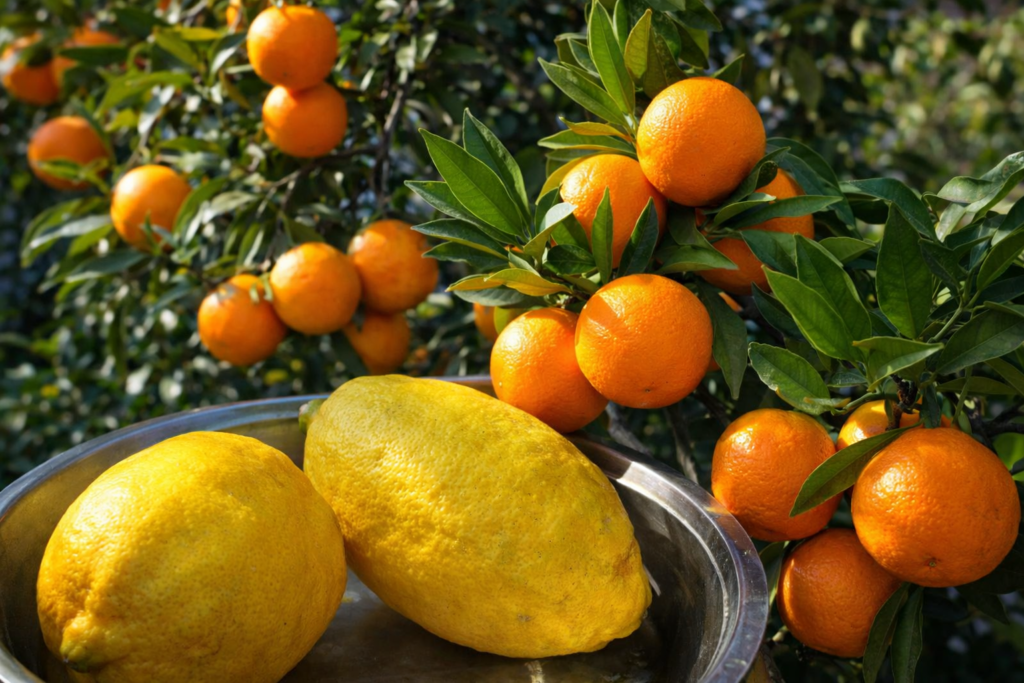 पहाड़ों की धूप में माल्टा-नींबू का स्वाद, महोत्सव आयोजित करेगा उद्यान विभाग