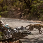 गुलदार का आतंक